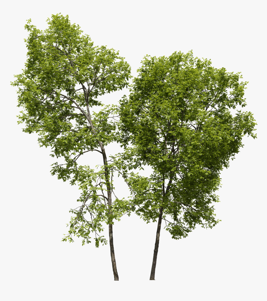 Pond Pine, HD Png Download