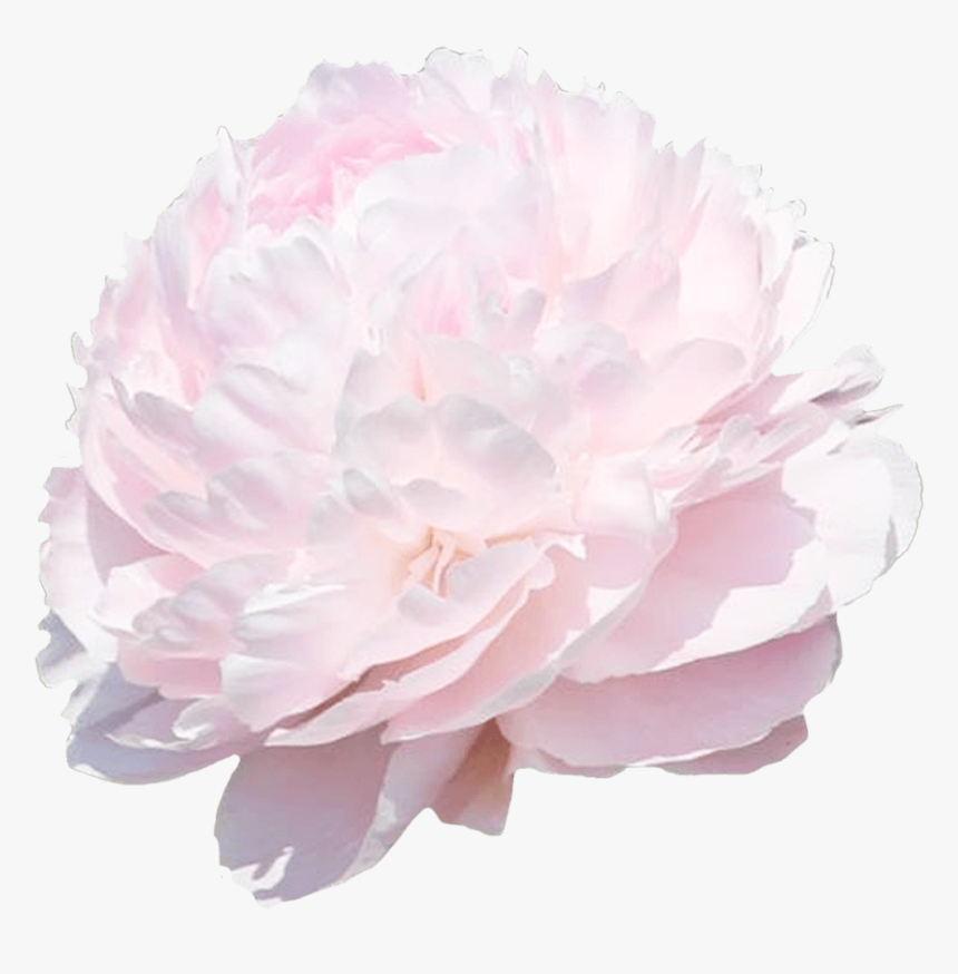 Common Peony, HD Png Download
