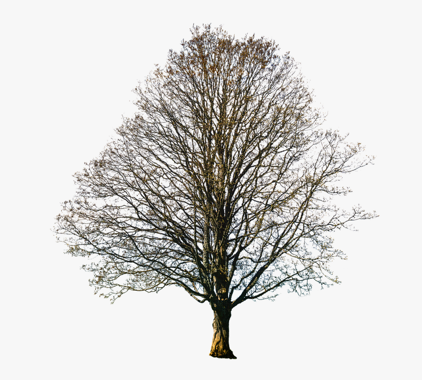 Oak, HD Png Download