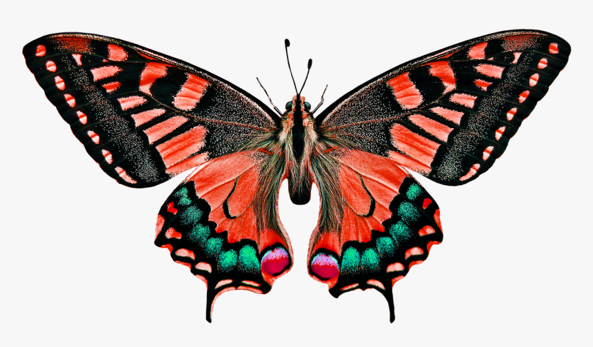 Insect Butterfly, HD Png Download