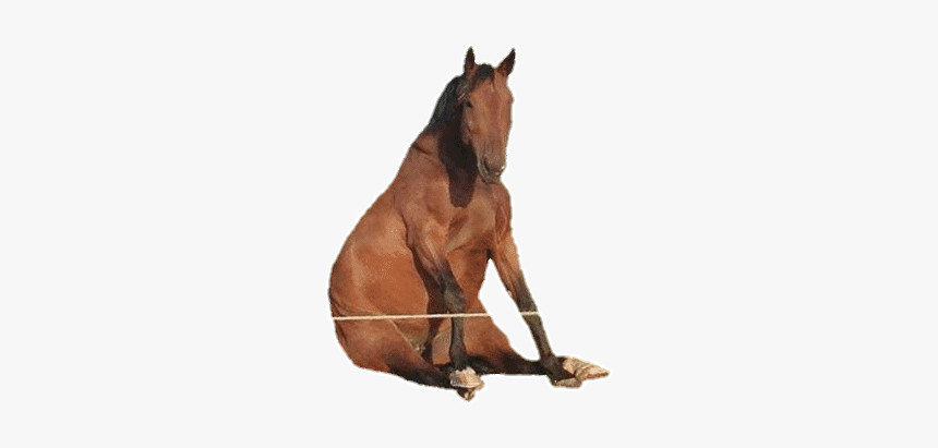 #horse #caballo #funny #freetoedit #sticker - Sorrel, HD Png Download