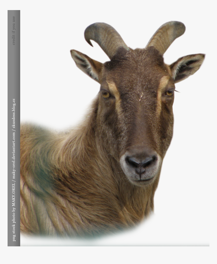 Goat And Sheep Png - Goats Head Png, Transparent Png