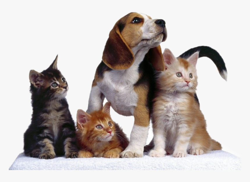 #dog #perros #gatos #cat #mascotas - Perros Perros Y Gatos, HD Png Download