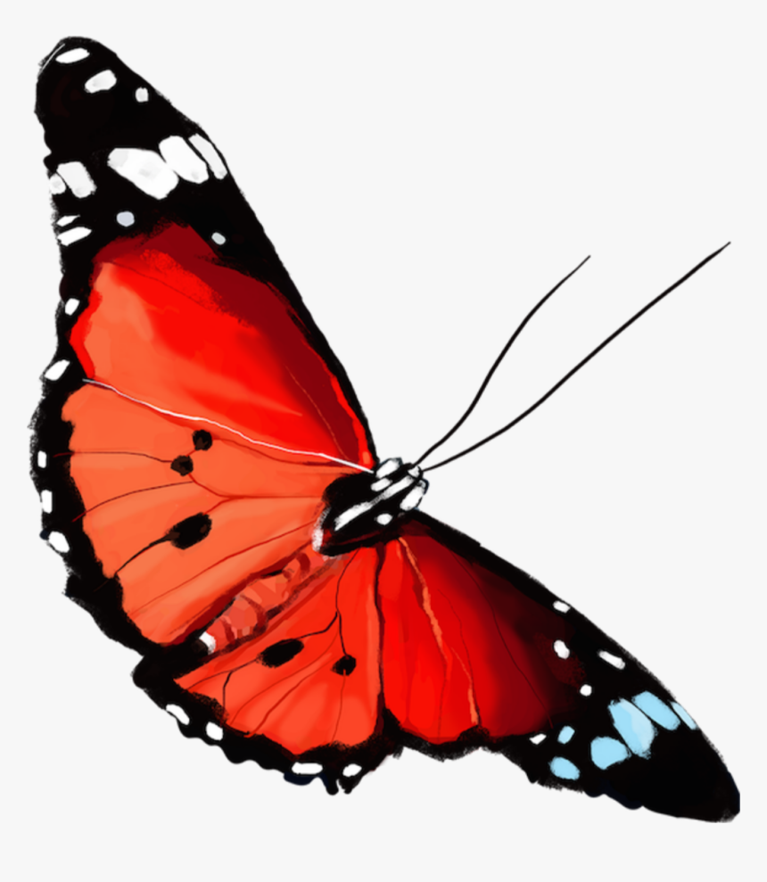 #edit #flowers #noce - Brush-footed Butterfly, HD Png Download