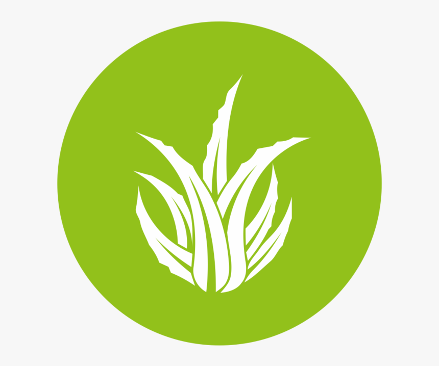 Aloe Vera Logo Png , Png Download - Aloe Vera Logo Png, Transparent Png