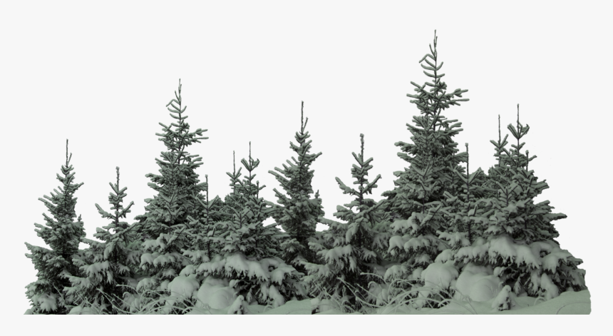 #ftestickers #forest #trees# #freetoedit - Tree With Snow Png, Transparent Png