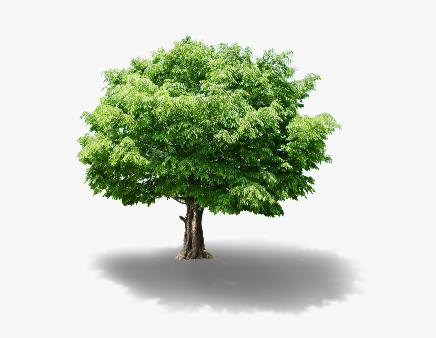 Зеленое Дерево, Зеленое Растение, Лиственное Дерево, - Osiguranje Života, HD Png Download
