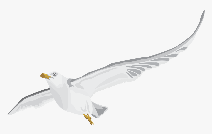 Seabird, HD Png Download