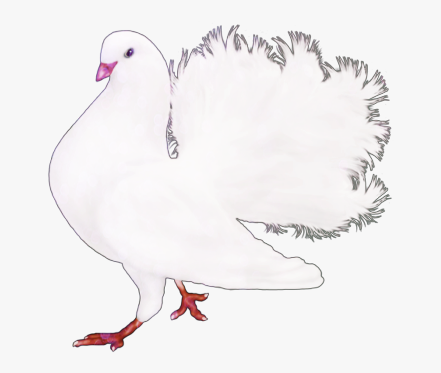 #mq #dove #animals #flying #feather #white #naturesbeauty - Water Bird, HD Png Download