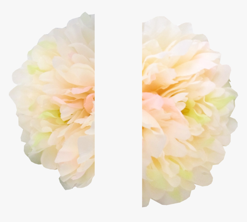 Common Peony, HD Png Download