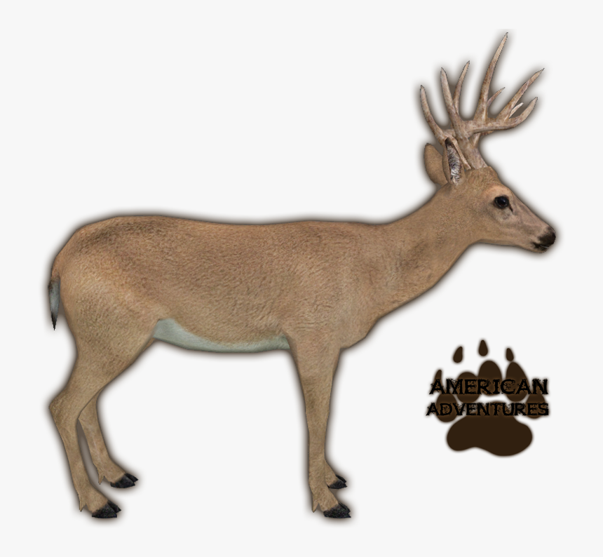 Reindeer Zoo Tycoon, HD Png Download