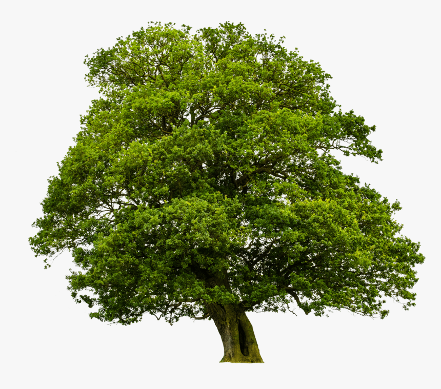 Go tree
