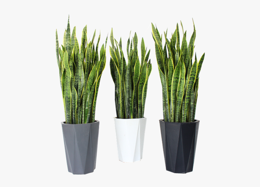 The New Concept In Large Tiger Piran Sansevieria Potted - Sweet Grass, HD Png Download