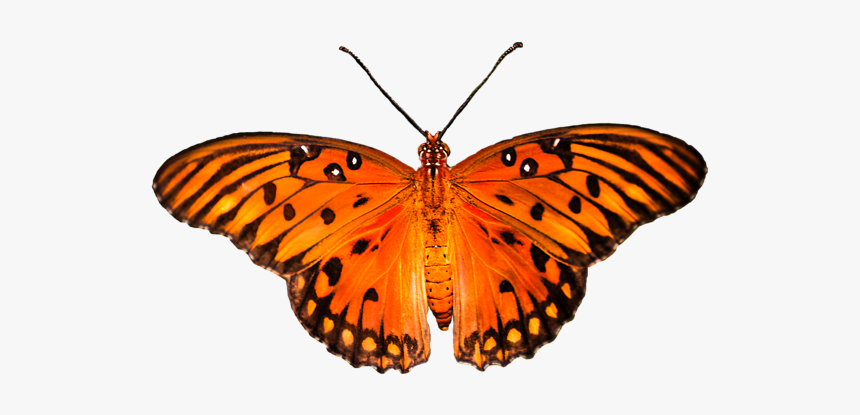 Vector Monarch, HD Png Download