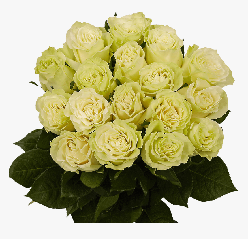 Green Roses Next Day Roses Delivery - Floribunda, HD Png Download
