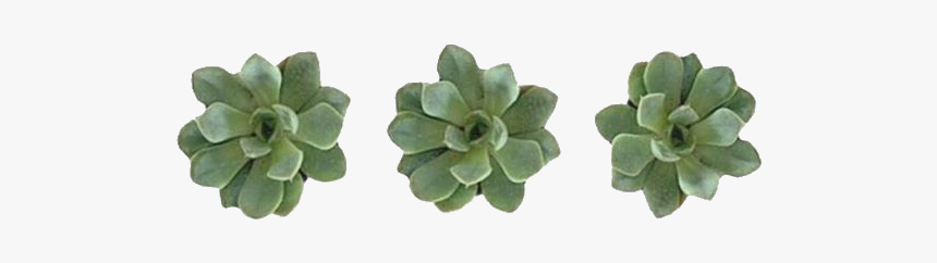 #greenaesthetic #green #succulent #succulents #plants - Png Plantas, Transparent Png