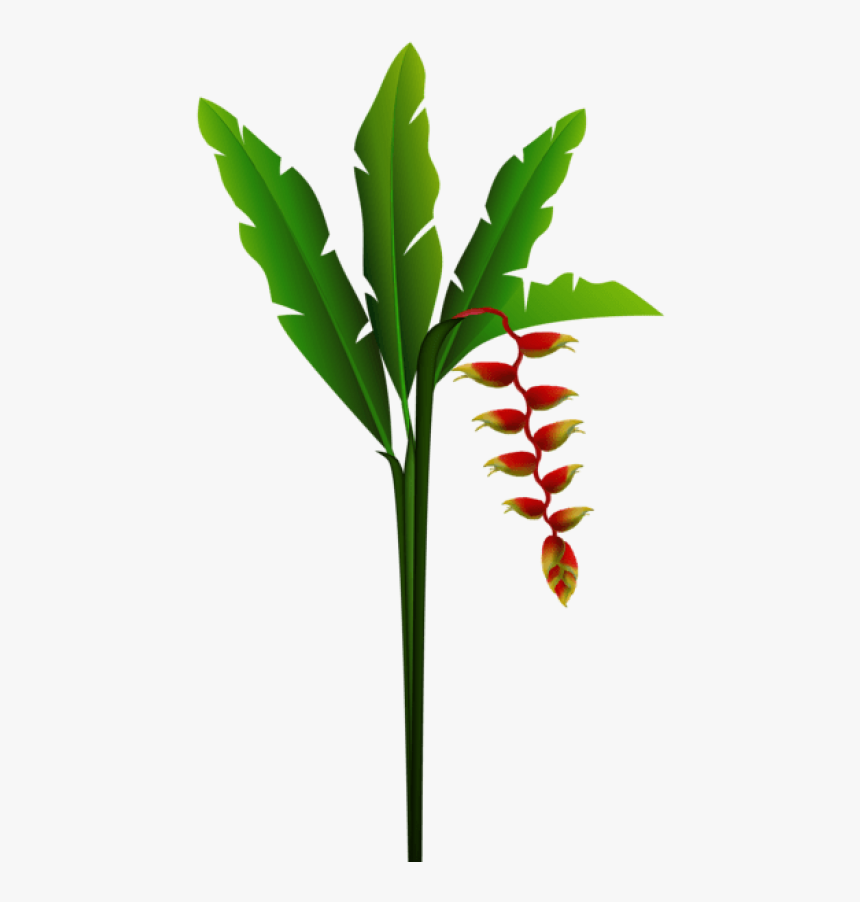 Tropical Plant Png - Red Tropical Flower Clip Art, Transparent Png