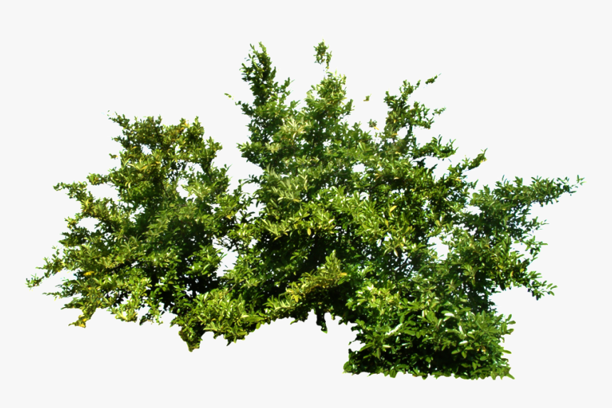 Bushes Png , Png Download - Bush Transparent Png, Png Download
