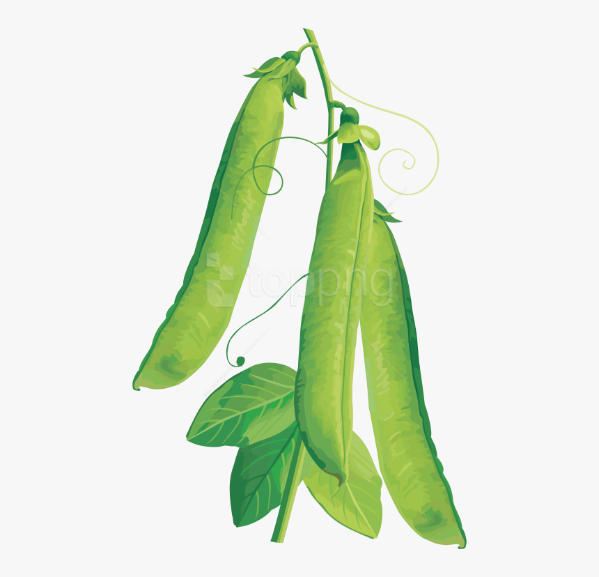 Download Pea Clipart Png Photo - Vegetables Vector, Transparent Png