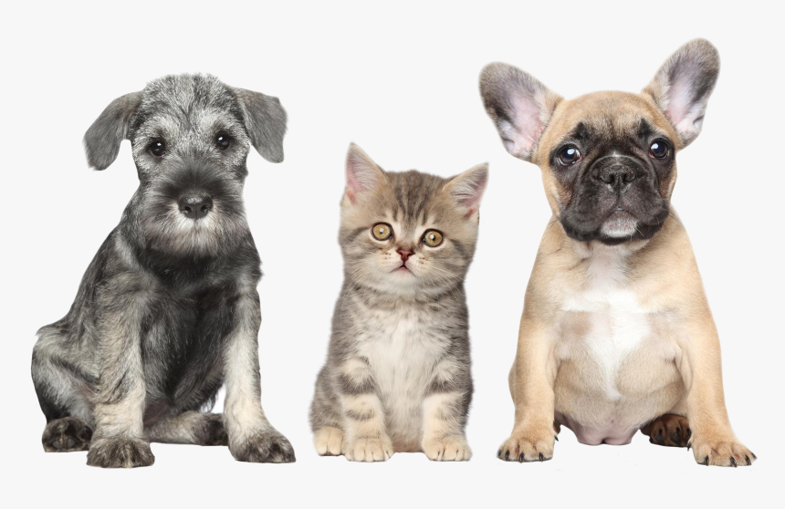 Copyright Free Images Dog, HD Png Download