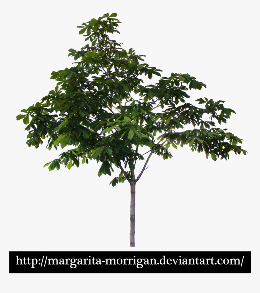 Maple, HD Png Download