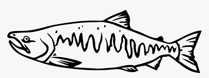 Salmon Clipart Tiny Fish - Chinook Salmon Black And White, HD Png Download