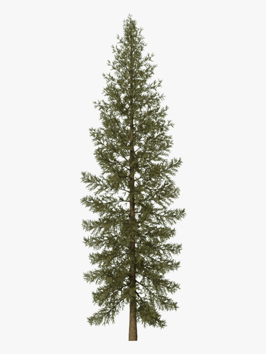 Pine Tree Png Svg Black And White, Transparent Png - Transparent Pine Tree Png, Png Download