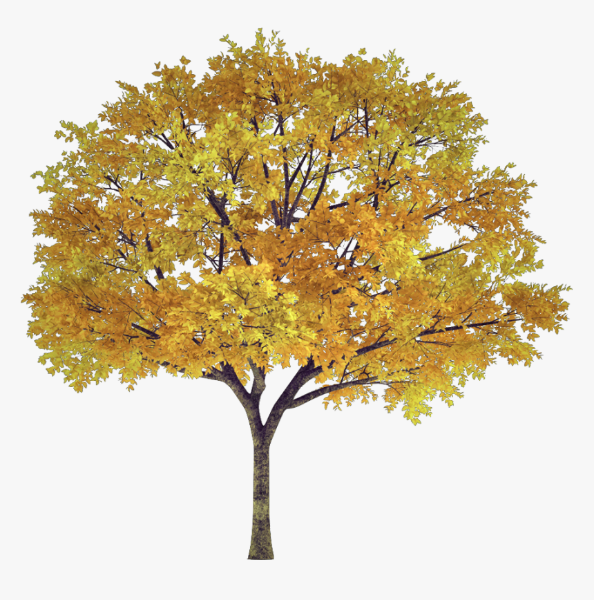 #tree #arbol #frondoso #leafy #follaje #foliage #autumn - Autumn Tree Transparent, HD Png Download