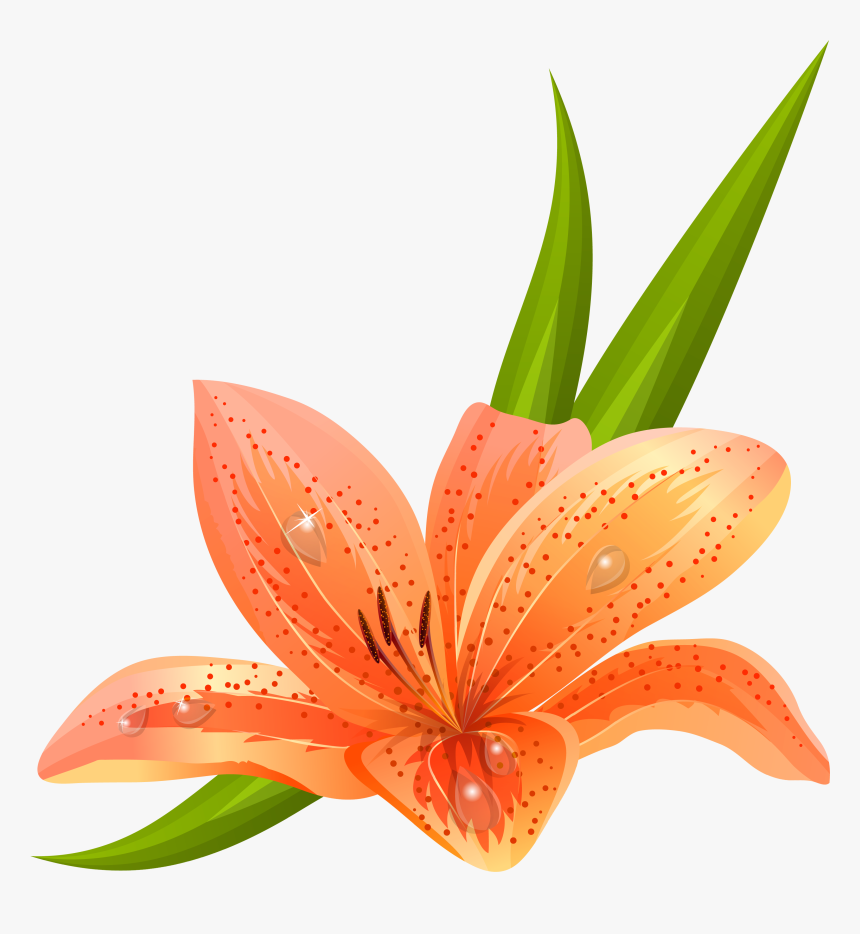 Orange Lilium Png Clipart Picture, Transparent Png