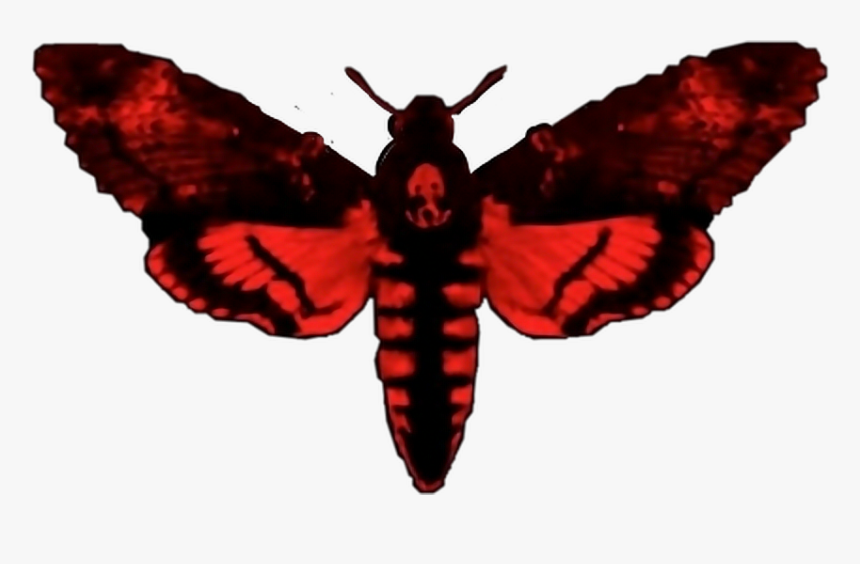 #save #share #edit #enjoy #freetoedit - Am Not A Human Being Ii, HD Png Download