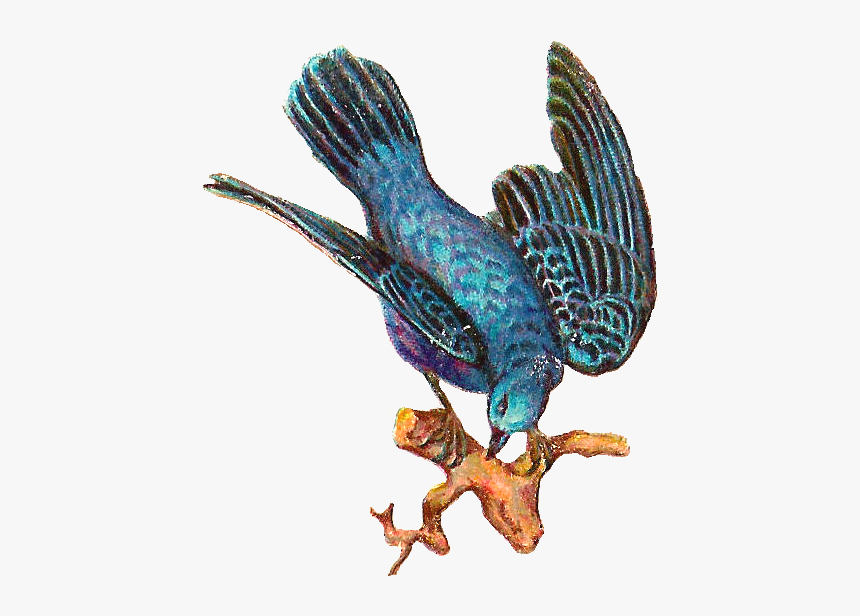 Free Bird Clip Art - Birds, HD Png Download