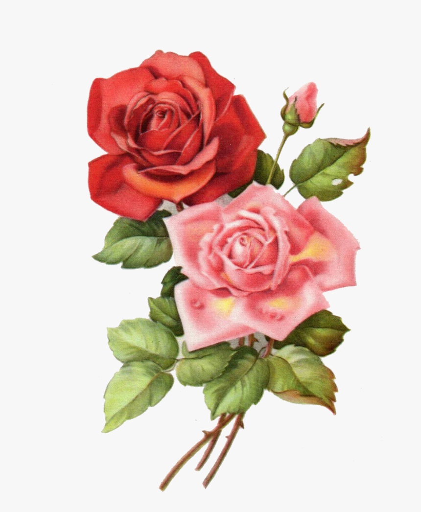 手绘玫瑰花 - ดอกไม้ วาด สวย ๆ, HD Png Download