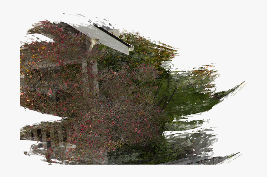 Tree Stump, HD Png Download