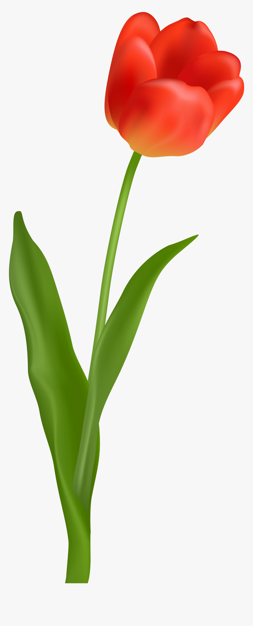 Red Tulip Transparent Png Clip Art Image - Transparent Tulip Clipart, Png Download