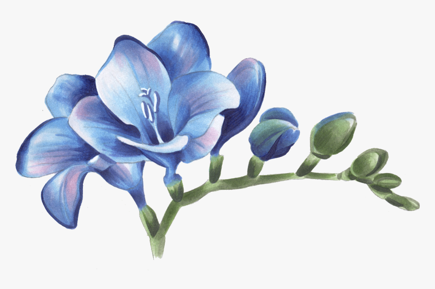 Временное Тату Фрезия - Transparent Freesia Png, Png Download
