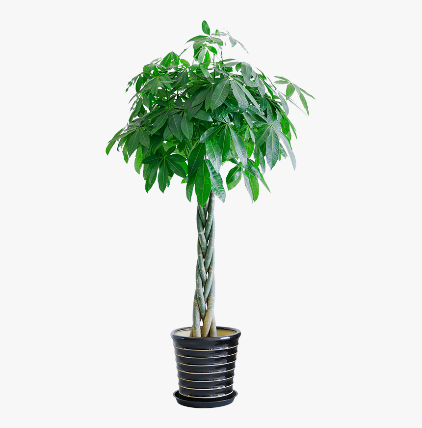 Aiyou Shang Five Braided Backgammon Rich Tree Potted - Houseplant, HD Png Download