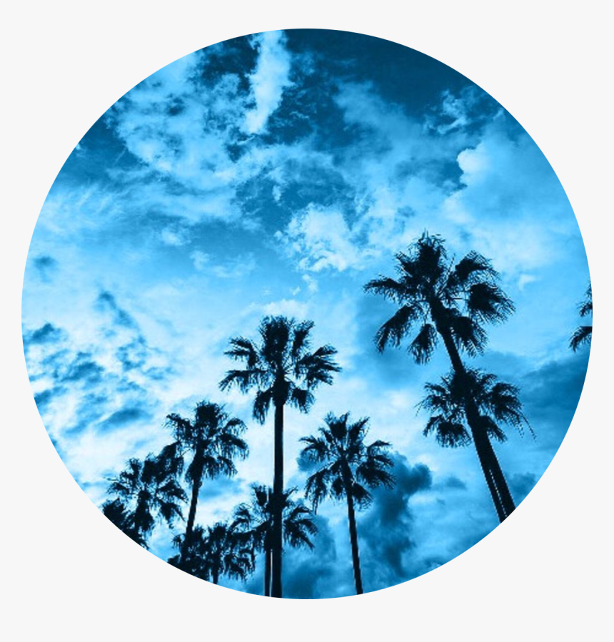 California Palm Tree, HD Png Download