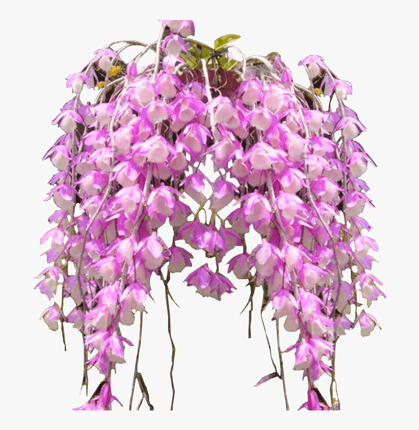 Phalaenopsis Sanderiana, HD Png Download , Transparent Png Image PNGitem