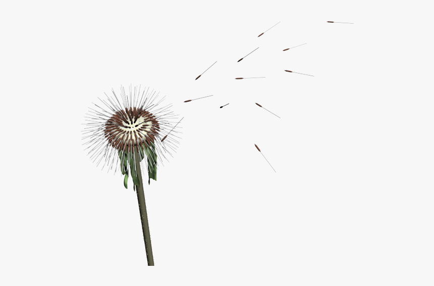 Dandelion Seed Png - Dandelion Mmd, Transparent Png