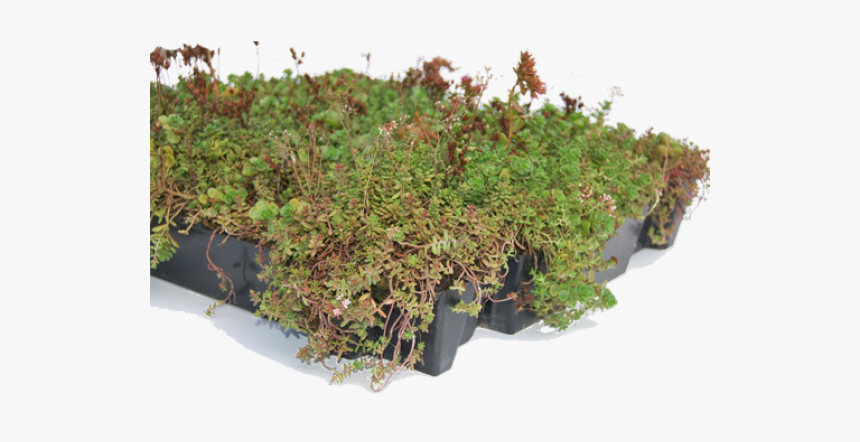 Sempergreen - Moss, HD Png Download