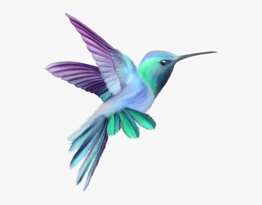 Orchid Drawing Hummingbird - Pink And Purple Hummingbird, HD Png Download