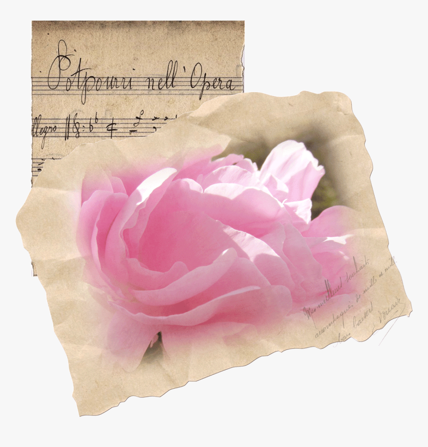 Garden Roses, HD Png Download