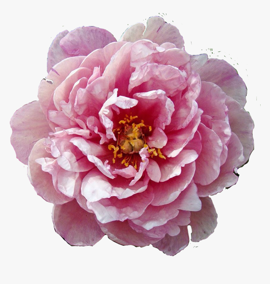 #flower #flowers #floral #pink #summer #spring #lovely - Pink Double Dandy Peony, HD Png Download