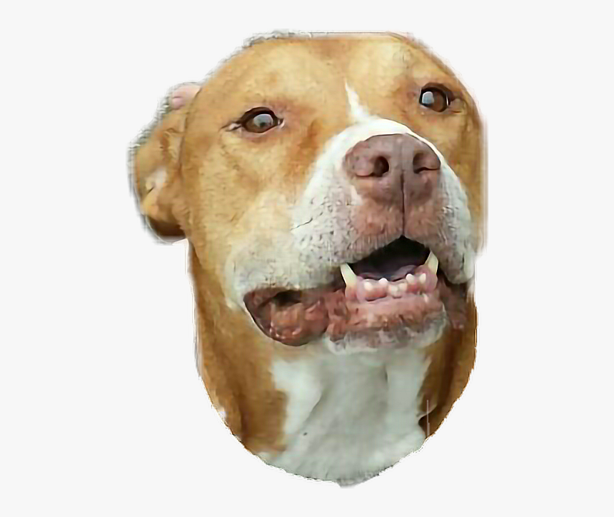 #bandaidgirl77 #auntstacie #smile #ijoketocope #yep, HD Png Download