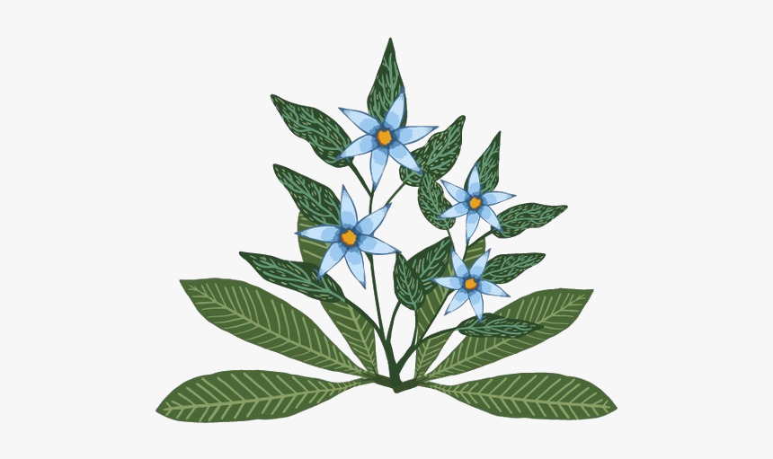 Perforate St John's Wort, HD Png Download