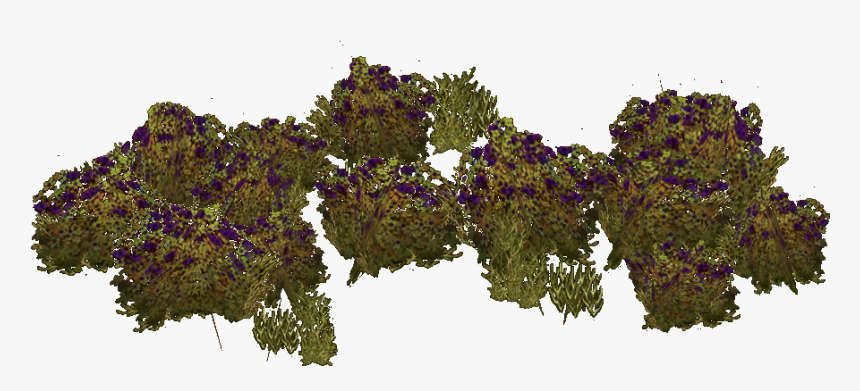 Transparent Berry Bush Png - Red Bud, Png Download