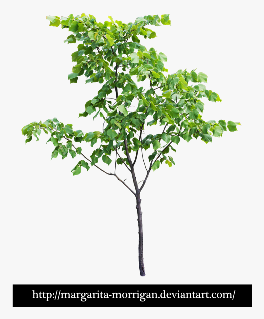 Transparent Small Tree Png, Png Download