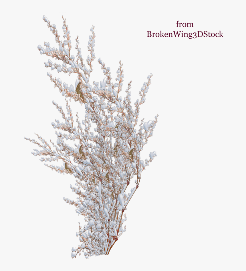 Winter Bush Png Transparent, Png Download