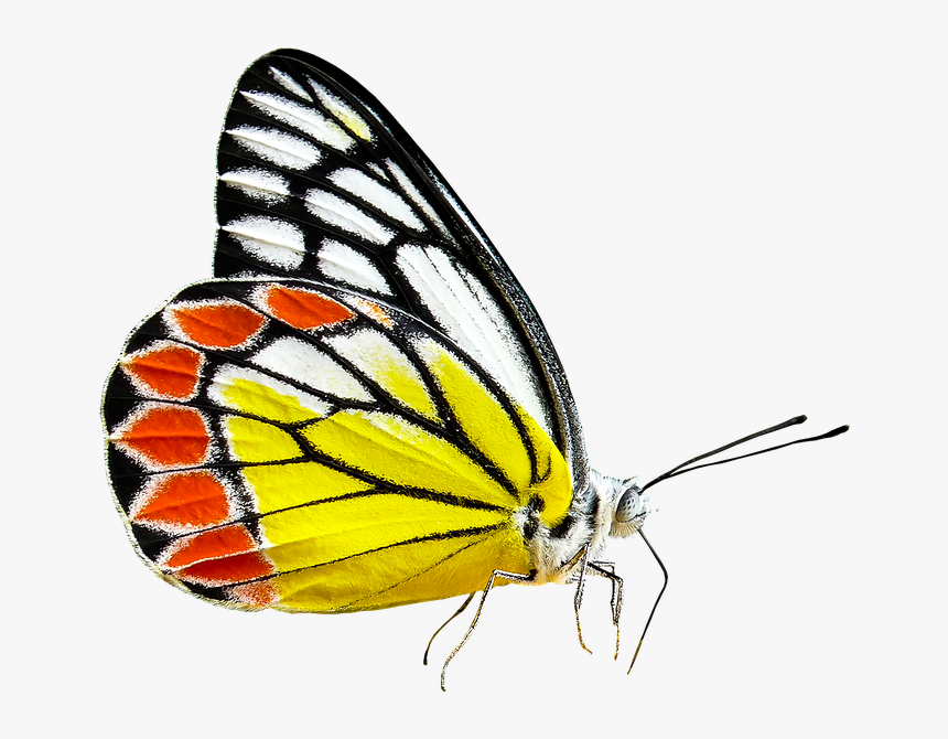 Monarch Butterfly, HD Png Download