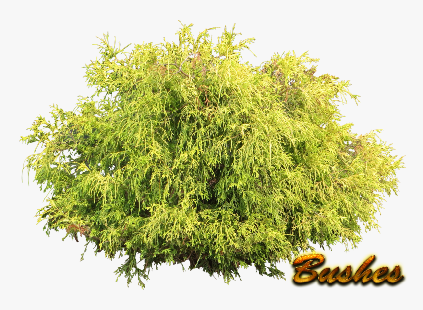 Bushes Png Pic - Transparent Background Shrubs Png, Png Download